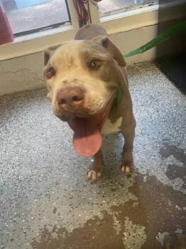 Bucky -  Pit Bull Terrier Dog for Adoption in Mobile, Alabama - Bucky | PetCurious