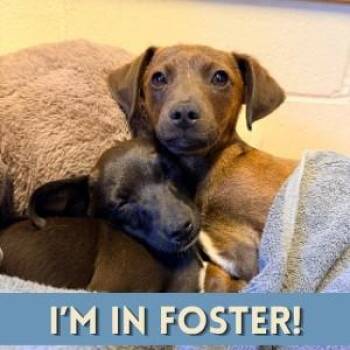 Manchester Terrier and Mixed Breed Dogs Available for Adoption in Alameda, California - DALE | PetCurious