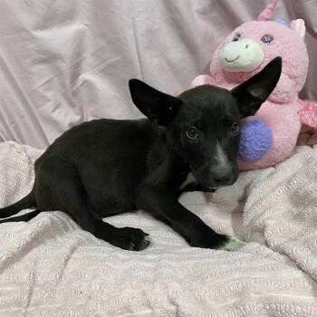 POLEMOS -  Border Collie and Mixed Breed Dog for Adoption in Modesto, California - POLEMOS | PetCurious