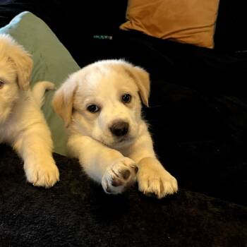 Jethro -  Great Pyrenees and Mixed Breed Dog Available for Adoption in Fayetteville, Arkansas - Jethro | PetCurious