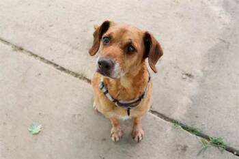 FERN -  Hound and Mixed Breed Dog for Adoption in St. Peters, Missouri - FERN | PetCurious
