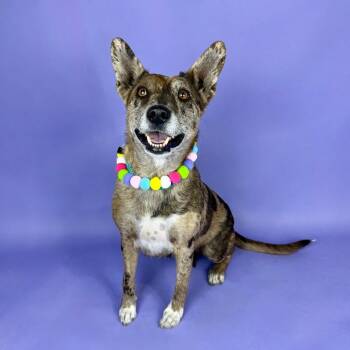 Catahoula Leopard Dog Dogs Available for Adoption in Alvin, Texas - Monet | PetCurious