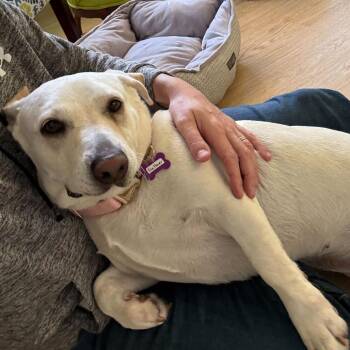 Labrador Retriever and Cardigan Welsh Corgi Dogs Available for Adoption - Fire Flower 13838 | PetCurious