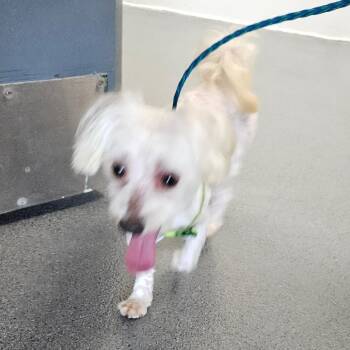 Maltese and Poodle Dogs Available for Adoption in Montgomery, Alabama - Coca Cola | PetCurious