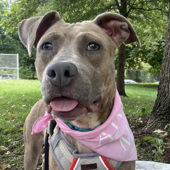 Astrid -  Mixed Breed Dog for Adoption in Philadelphia, Pennsylvania - Astrid | PetCurious