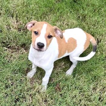 Nelson -  Beagle and Jack Russell Terrier Dog for Adoption - Nelson | PetCurious