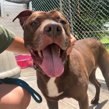 Hazel -  Pit Bull Terrier Dog for Adoption in Hanna City, Illinois - Hazel | PetCurious