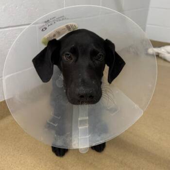 Dennis -  Black Labrador Retriever and Mixed Breed Dog for Adoption in West Palm Beach, Florida - Dennis | PetCurious