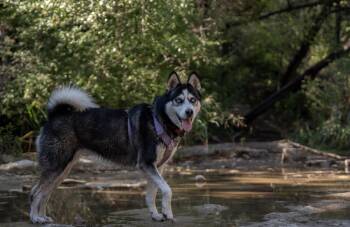 Rescue Husky Dogs for Adoption in Floresville, Texas - Betty Lou | PetCurious