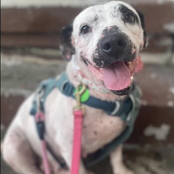 Terrier and Dalmatian Dogs Available for Adoption in New Orleans, Louisiana - Lisa | PetCurious