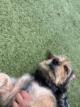 Jones -  Mixed Breed Dog for Adoption - Jones | PetCurious