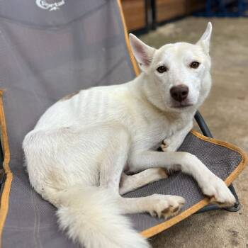 Rescue Shepherd and Mixed Breed Dogs for Adoption in Tyrone, Georgia - Kokomo 07-2928 | PetCurious