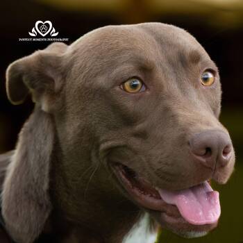 Labrador Retriever and American Staffordshire Terrier Dogs Available for Adoption - Tank | PetCurious