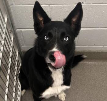 Ares -  Siberian Husky and Shepherd Dog for Adoption in Des Moines, Iowa - Ares | PetCurious