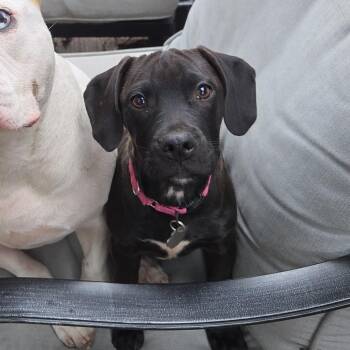 Rescue Puggle Dogs for Adoption in Elmwood Park, Wisconsin - Fia | PetCurious