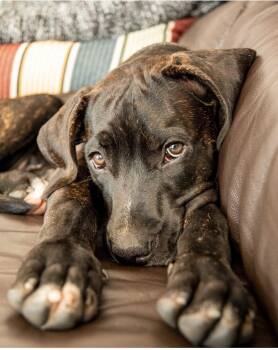 India -  Mastiff and Rottweiler Dog for Adoption in Toronto, Ontario - India | PetCurious