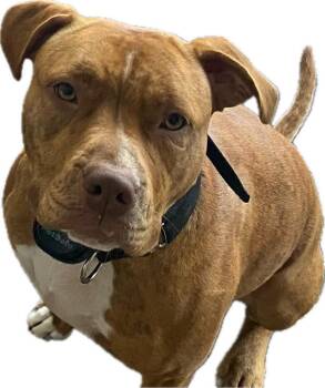 Rescue Labrador Retriever and Hound Dogs for Adoption in Waxhaw, North Carolina - Gina | PetCurious