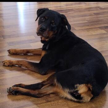 Karma - Courtesy Post -  Rottweiler Dog for Adoption in Tucson, Arizona - Karma - Courtesy Post | PetCurious