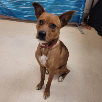 Mixed Breed Dogs Available for Adoption - Roxy | PetCurious