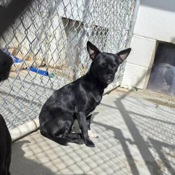 Terrier and Mixed Breed Dogs Available for Adoption in Aurora, Missouri - AURO-Alvin | PetCurious