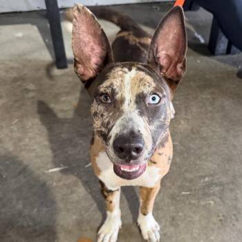 Smores -  Terrier Dog for Adoption in Tampa, Florida - Smores | PetCurious