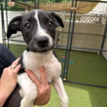 Carl -  Mixed Breed Dog for Adoption in Titusville, Florida - Carl | PetCurious