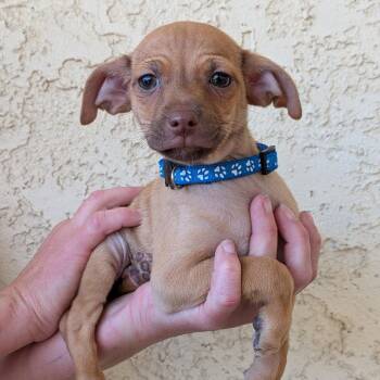 Chiweenie Dogs Available for Adoption in Las Vegas, Nevada - Q | PetCurious