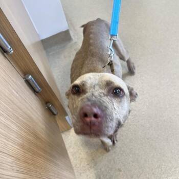 Miss Bam Bam -  Mixed Breed Dog for Adoption in West Palm Beach, Florida - Miss Bam Bam | PetCurious