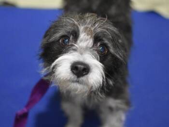 Larry -  Terrier Dog for Adoption in Portland, Oregon - Larry | PetCurious