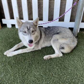 A613642 -  Siberian Husky and Mixed Breed Dog for Adoption in Modesto, California - A613642 | PetCurious