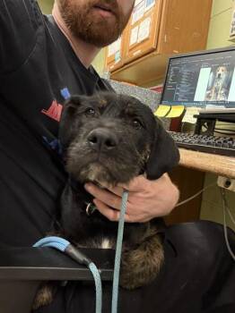 Irish Terrier Dogs Available for Adoption in Indianapolis, Indiana - RENEE | PetCurious