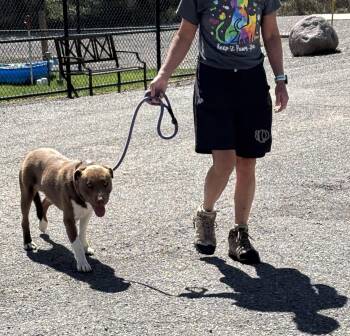 Hershey -  Australian Shepherd and Pit Bull Terrier Dog for Adoption in Montrose, Colorado - Hershey | PetCurious