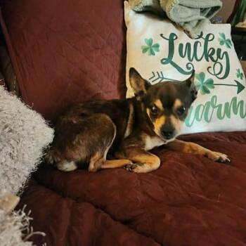 Chihuahua Dogs Available for Adoption in Seal Beach, California - Quasimoto  | PetCurious