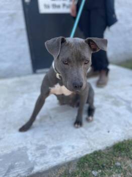 Pit Bull Terrier Dogs Available for Adoption in Brewster, New York - DJ | PetCurious