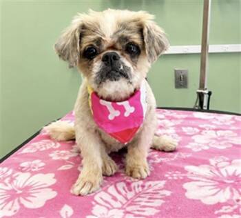 CLEFABLE -  Shih Tzu Dog for Adoption in Tustin, California - CLEFABLE | PetCurious