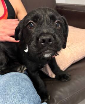 Rescue French Bulldog and Terrier Dogs for Adoption in Los Angeles, California - Jack (Torrance) | PetCurious