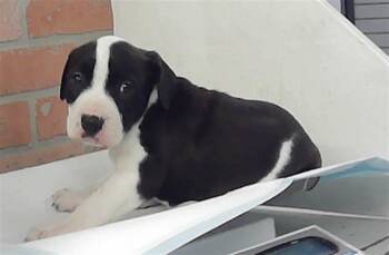 Staffordshire Bull Terrier and Mixed Breed Dogs Available for Adoption - MATTY | PetCurious