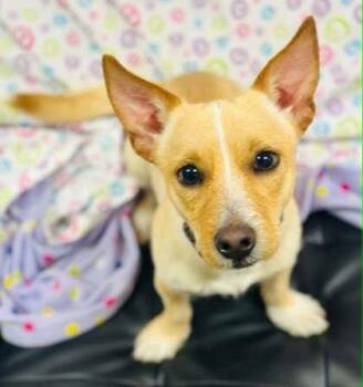 Mixed Breed Dogs Available for Adoption in West Chester, Pennsylvania - Marlin | PetCurious