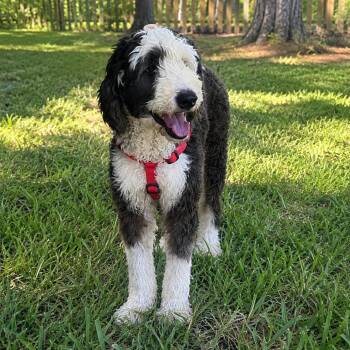 Lady Lucy (Benefactor Dog) -  Sheep Dog and Poodle Dog for Adoption in New Orleans, Louisiana - Lady Lucy (Benefactor Dog) | PetCurious