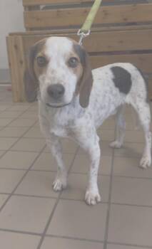 Beagle Dogs Available for Adoption in Wantagh, New York - Buddy | PetCurious