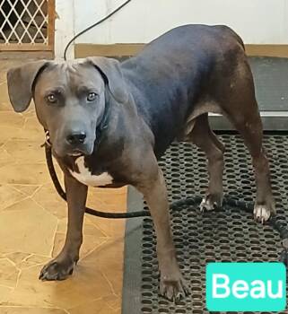 Beau -  Terrier and Hound Dog for Adoption in Mena, Arkansas - Beau | PetCurious