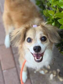Spaniel and Mixed Breed Dogs Available for Adoption in Carlsbad, California - Bobbie | PetCurious