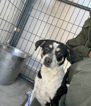Chihuahua Dogs Available for Adoption in Victorville, California - Molly | PetCurious