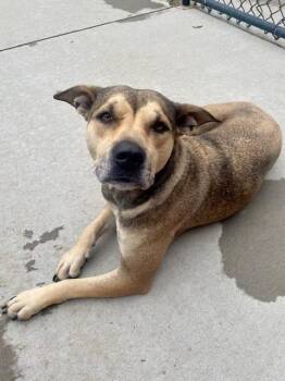 Pit Bull Terrier and Mixed Breed Dogs Available for Adoption in Tulsa, Oklahoma - MISSY SUE | PetCurious