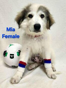 Claire the Anatolian Shepherd Puppy -  Anatolian Shepherd and Great Pyrenees Dog for Adoption in Muskego, Wisconsin - Claire The Anatolian Shepherd Puppy | PetCurious