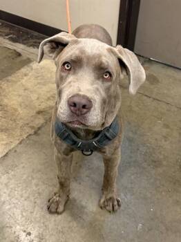 SULLY -  Cane Corso Dog for Adoption in Ontario, California - SULLY | PetCurious