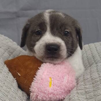 Rescue Pointer and Mixed Breed Dogs for Adoption - Polka Dot (Inkspot Litter) | PetCurious