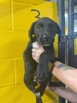 Dr. Pol -  Black Labrador Retriever Dog for Adoption in Murray, Kentucky - Dr. Pol | PetCurious