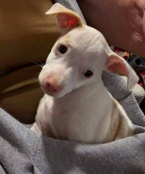 Chihuahua and Jack Russell Terrier Dogs Available for Adoption in Newport, Kentucky - Cujo | PetCurious