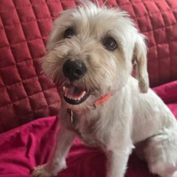 Funfetti -  Miniature Schnauzer and Miniature Poodle Dog for Adoption in Oceanside, California - Funfetti | PetCurious